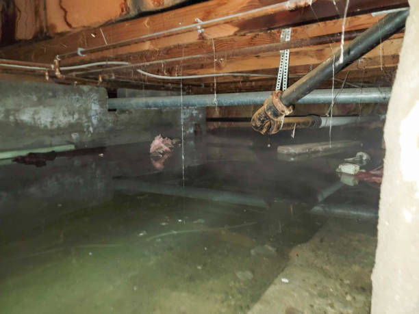 Best Basement water damage restoration  in Tinley Park, IL