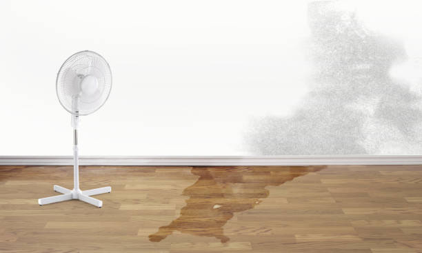 Best Mold removal after water damage  in Tinley Park, IL